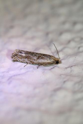 Réf. 258 332 : Eucosma sp.